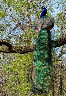 Peacock-in-Tree.jpg