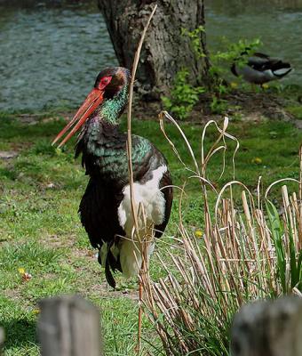 2Storks.jpg