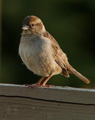 MorningSparrow-2.jpg