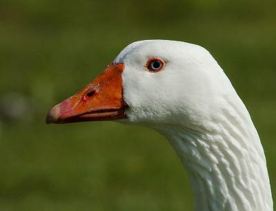 MotherGooseHeadLand.jpg