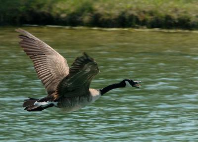 HonkerLand-2.jpg