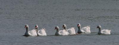 6-Goose-Pano.jpg