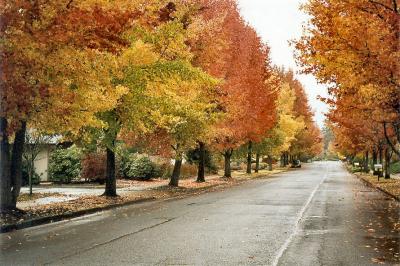 Fall Colors In Salem