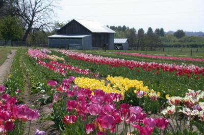 Oregon Tulips