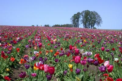 Oregon Tulips