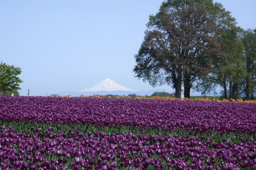 Mt Hood