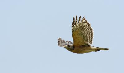 redshoulderhawk.jpg