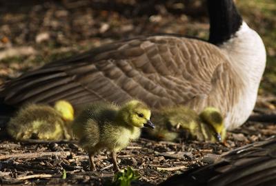 Baby Geese (CRW_4029.jpg)