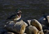 Woodduck (CRW_4072-001.jpg)