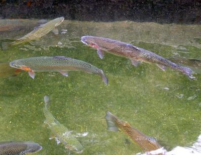 Moccasin Trout Farm