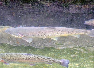 Moccasin Trout Farm