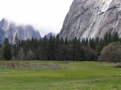 Yosemite Meadow