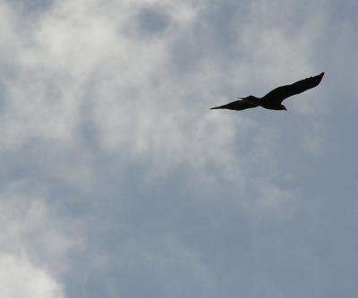 Yosemite Eagle