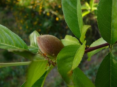 u44/stevearenoo/medium/28389215.FirstPeach.jpg
