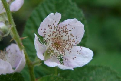 Blackberry Flower (May 5th)