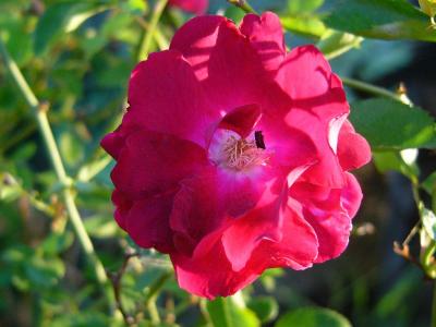 rose1