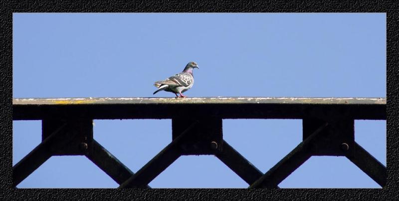 <b>Bridge: Guard Duty Too</b><br><font size=1>by Heidi Weaver</font>
