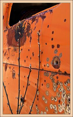 Visual Echoes:  New Buds & Old Bullet-holes *  by mlynn [A different kind of symmetry]