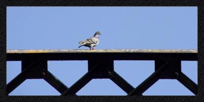Bridge: Guard Duty Tooby Heidi Weaver