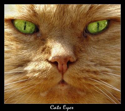 Cats Eyesby Jon M