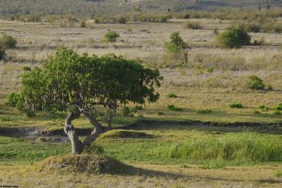 Tree's in symmetry by Hassan Abba