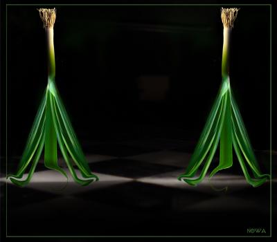 7th (tie)Ladies-Of-Shalottirish_eye