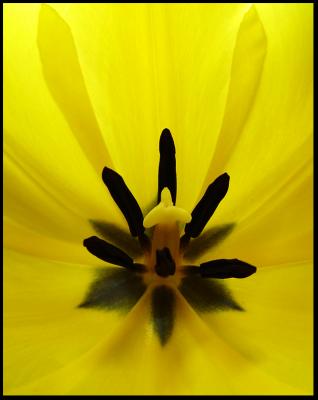 yellow tulipby Michael Puff