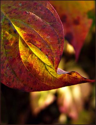 8thRed-osier Dogwood  by mlynn