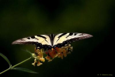 Flight Of The Swallowtailby PB