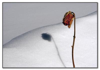 Dead Beauty*by Stphane Bouchard