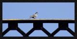 <b>Bridge: Guard Duty Too</b><br><font size=1>by Heidi Weaver</font>