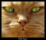 <b>Cats Eyes</b><br><font size=1>by Jon M</font>