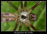 <b>Straight down the middle</b><br><font size=1>by Jon M</font>