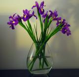 <b>Irises*</b><br><font size=1>by Michael Buckman