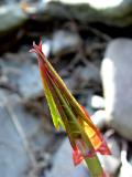 <B><br>Natural Symmetry</B><BR><FONT size =2>Bill Borne</FONT>