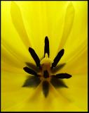 yellow tulip<br>by Michael Puff