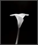 calla <br> by Michael Puff