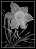 ir flower by Katherine Kenison