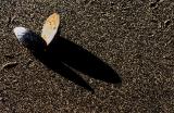 <b>Shadow of an opening</b> <br> <font size=1> by Phil Johnson</font></p>