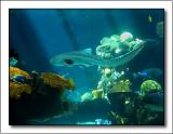Jaws
