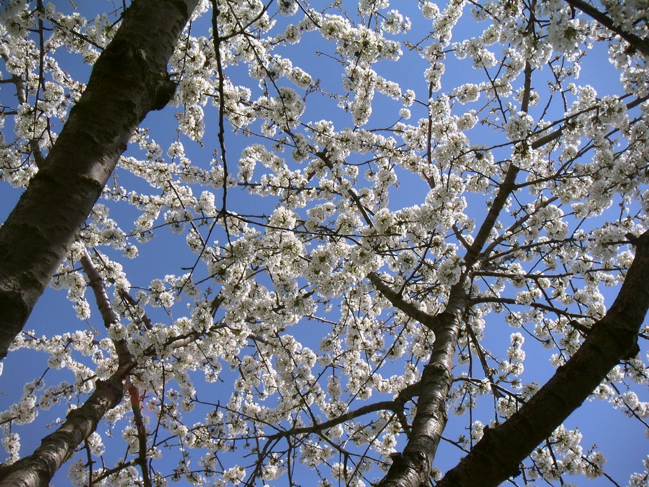 *Diagonal Flowers - Dawn