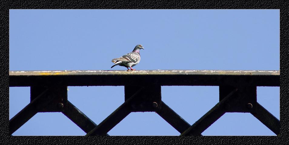 <b>Bridge: Guard Duty Too</b><br><font size=1>by Heidi Weaver</font>