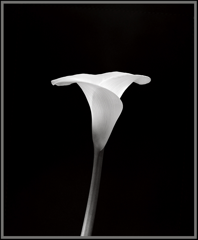 calla <br> by Michael Puff