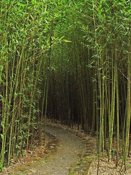 <b>10th (tie)</b><br><b>Into the grove...</b><br> <font size=1>by Carlos Chacon</font>