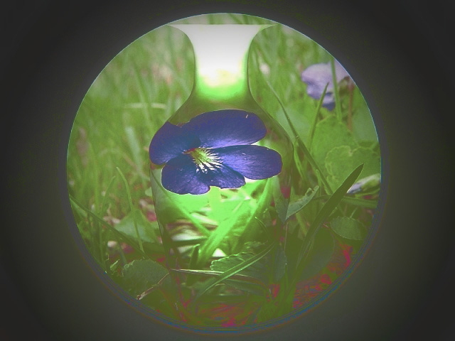 <br><B><br> In The Grass</B><BR><FONT size =2>Cheryl Meisel</FONT>