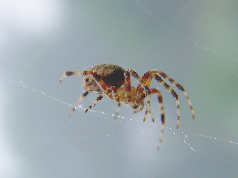Morning Dew<br>by Marcus