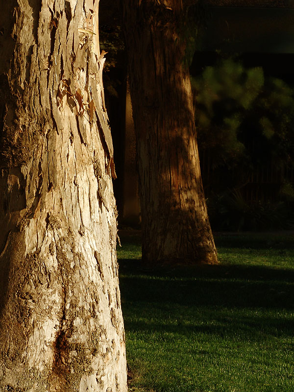 Trees<br><font size=1>by JoseNoway</font>