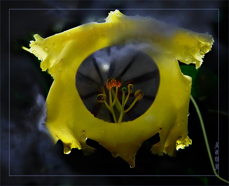 Moon Under Yellow <BR> irish_eye