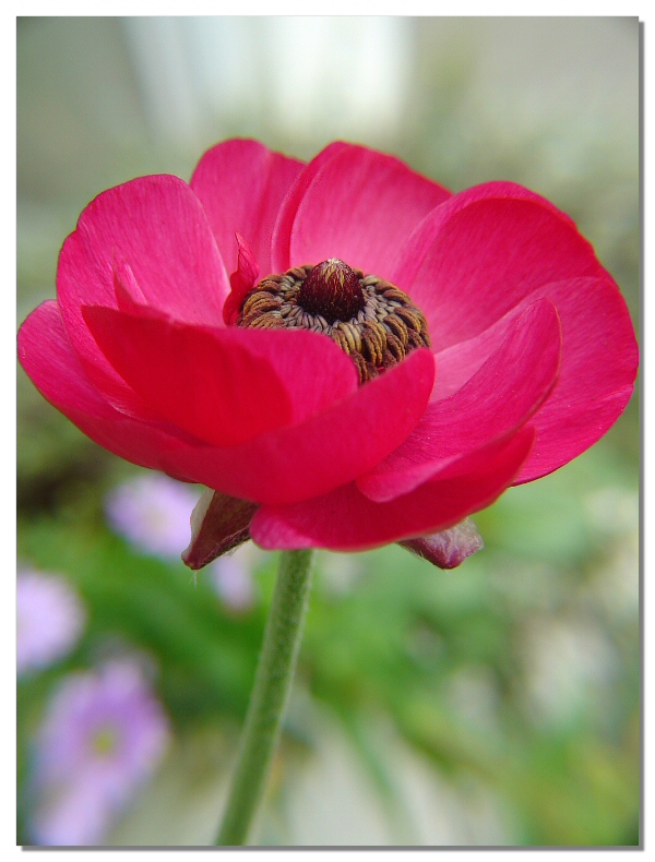 Spring Anemone<br>by Netgarden