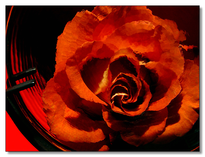 Rose Window<br>by MFC